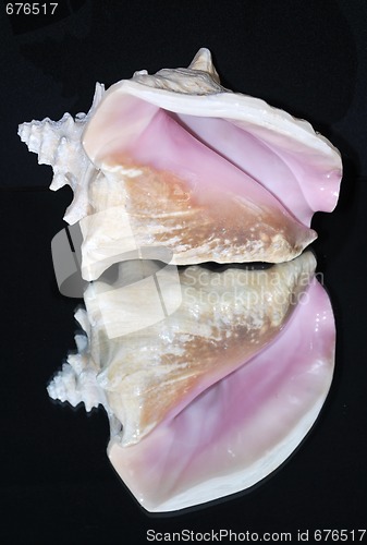 Image of seashell