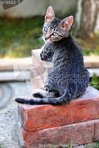 Image of Young cat lying on bricks in yard