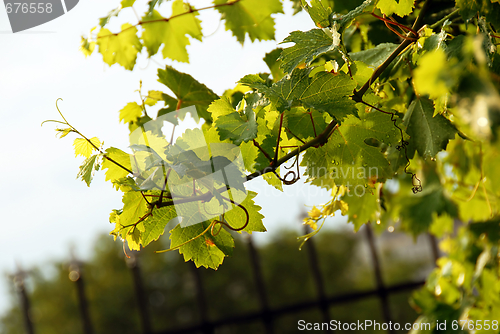 Image of Vine branch