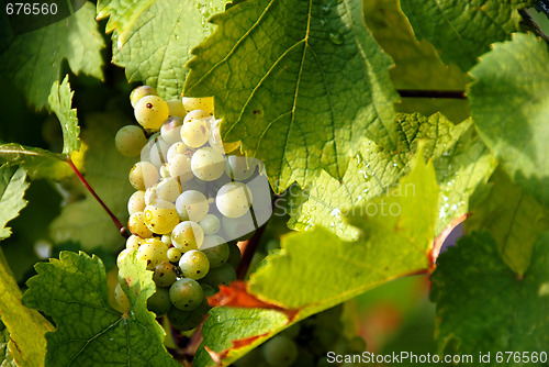 Image of Grapes cluster