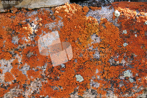 Image of Orange Lichen