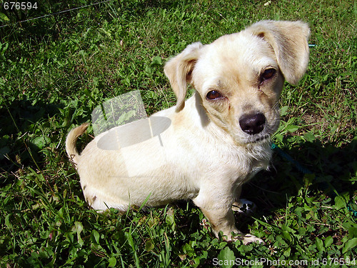 Image of Dog