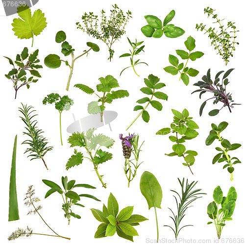 Image of Large Herb Leaf Selection