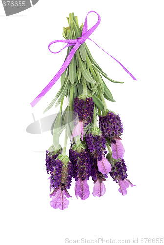 Image of Lavender Herb Flowers