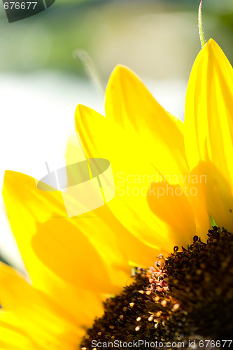 Image of Sunflower.