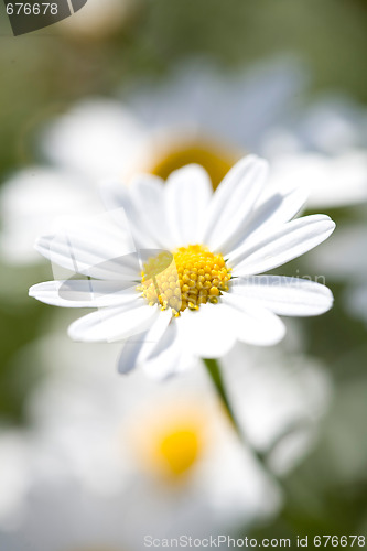 Image of White Aster Daisy.