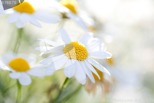 Image of White Aster Daisies.