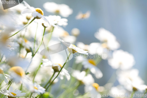 Image of White Aster Daisies.