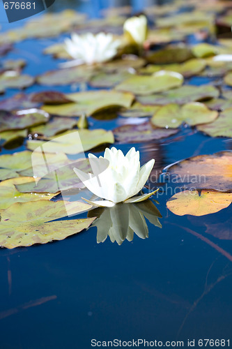 Image of White Water-Lily.