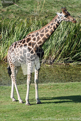 Image of gorgeous giraffe