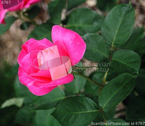 Image of rose flower