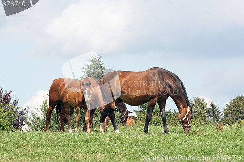 Image of group of horses