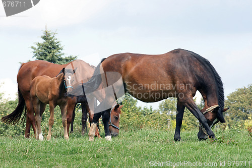 Image of group of horses