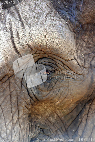 Image of elephant