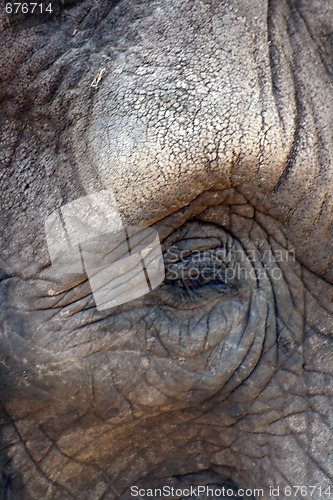 Image of elephant