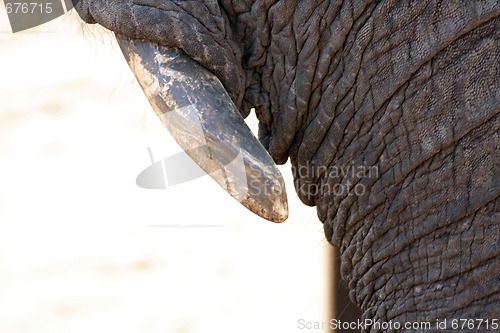 Image of elephant