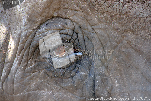 Image of elephant
