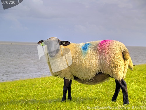 Image of sheep on dike