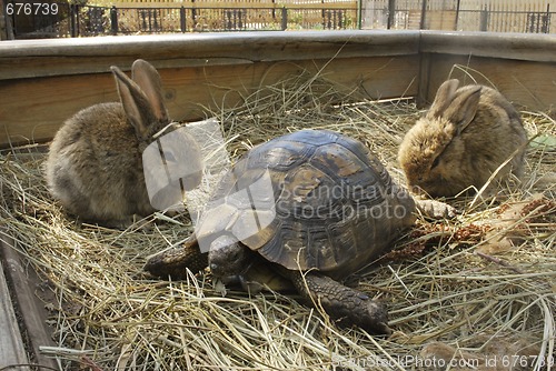 Image of terrapin and two rabbits 
