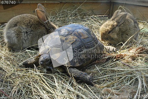 Image of terrapin and two rabbits