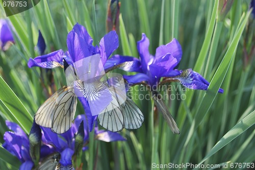 Image of iris and butterfly