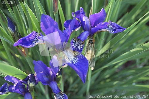 Image of iris and butterfly