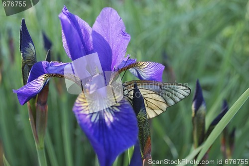 Image of iris and butterfly