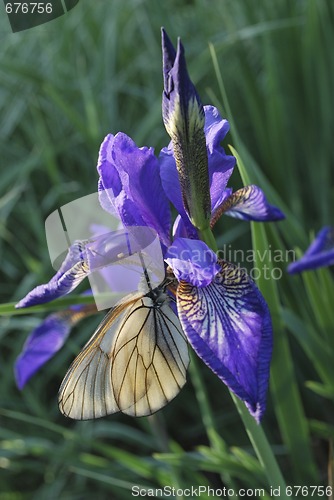 Image of iris and butterfly