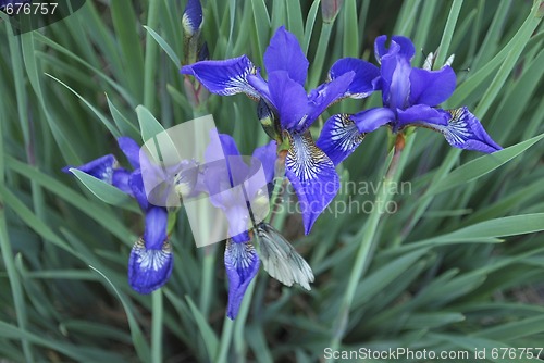 Image of iris and butterfly