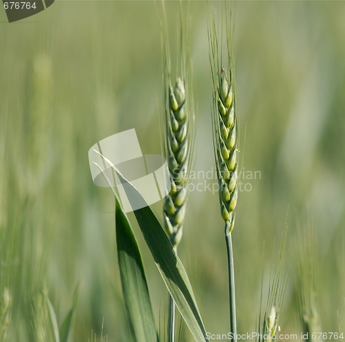 Image of Wheat