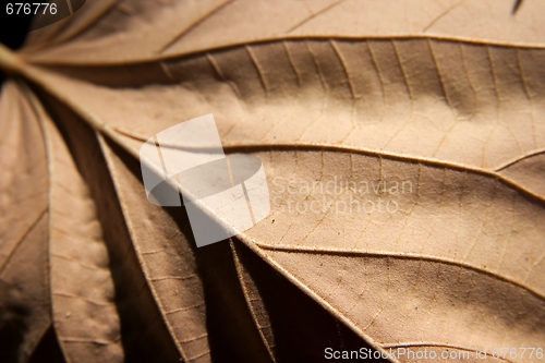 Image of Leaf