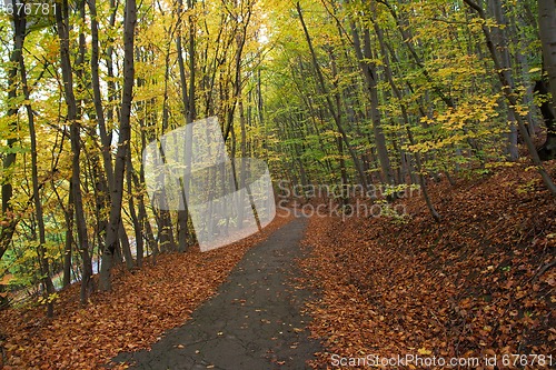 Image of Autumn Path