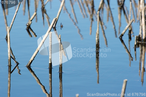 Image of Swamp