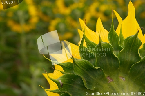 Image of Sunflowers