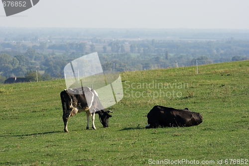 Image of Cows