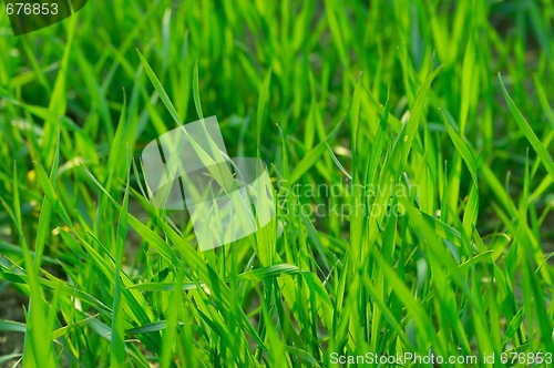 Image of Grass