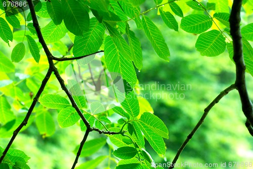 Image of Leaves