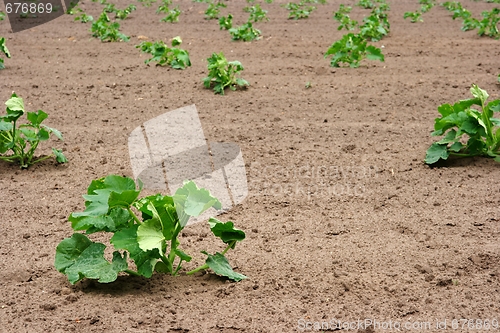 Image of Agriculture