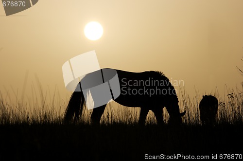 Image of Horse