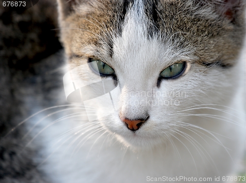 Image of Cat