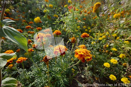 Image of Garden