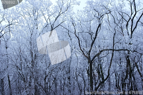 Image of Frosty forest