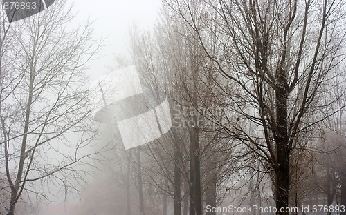 Image of Foggy