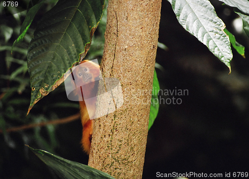 Image of monkey on a tree