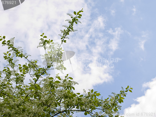 Image of Spring flowers and sky