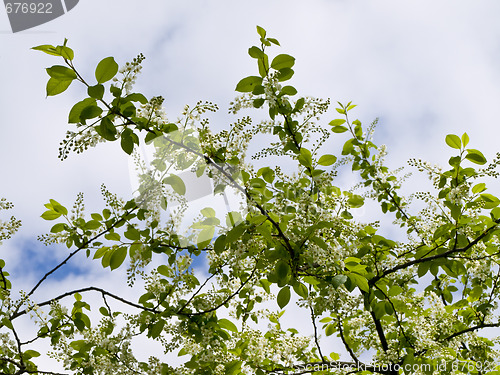 Image of Spring branch with flowers