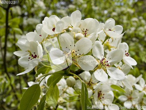 Image of Spring flowers