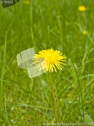 Image of dandelion