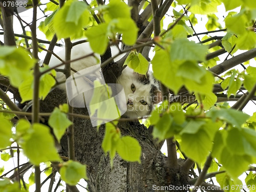 Image of Cat on the tree