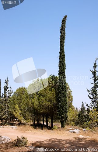 Image of Round pinetree and long thin cypress 
